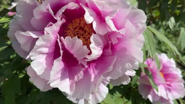 Півонії Цвітуть Міському Парку Навесні Магічно Красиві Квітучі Квіти — стокове відео