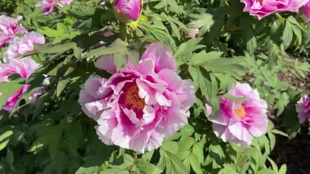 Півонії Цвітуть Міському Парку Навесні Магічно Красиві Квітучі Квіти — стокове відео