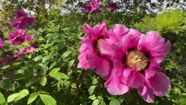 Piwonie Kwitną Parku Miejskim Wiosną Magicznie Piękne Kwitnące Kwiaty — Wideo stockowe