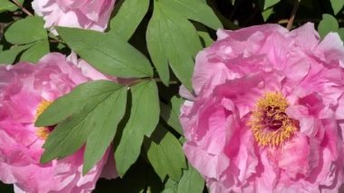 İlkbaharda şehir parkında çiçek açan şakayıklar. Büyülü güzel çiçek açan.