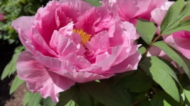 İlkbaharda şehir parkında çiçek açan şakayıklar. Büyülü güzel çiçek açan.