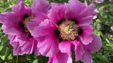 İlkbaharda şehir parkında çiçek açan şakayıklar. Büyülü güzel çiçek açan.