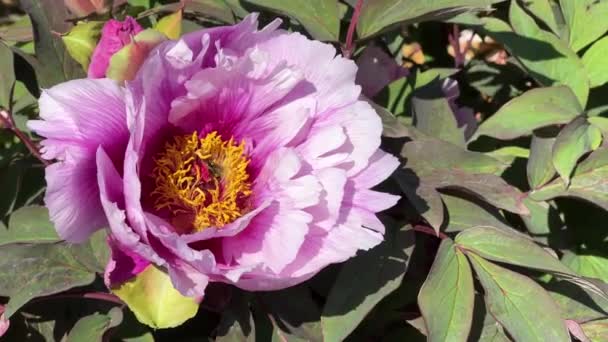 Las Peonías Florecen Parque Ciudad Primavera Flores Florecientes Mágicamente Hermosas — Vídeos de Stock