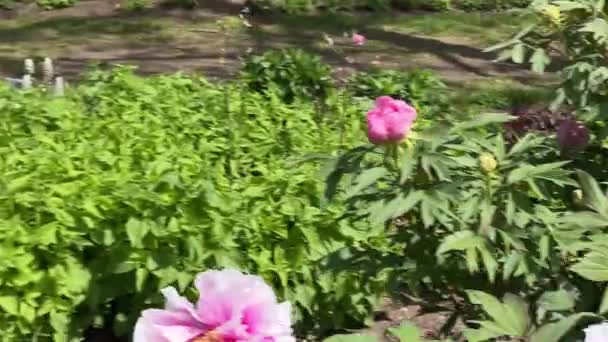 Las Peonías Florecen Parque Ciudad Primavera Flores Florecientes Mágicamente Hermosas — Vídeos de Stock