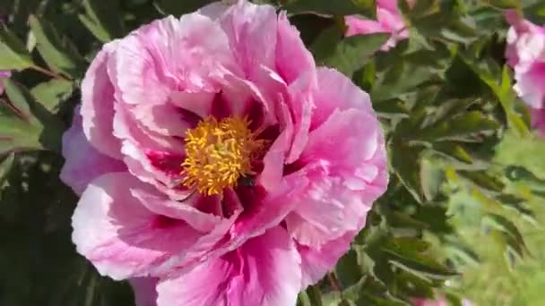 Pioner Blom Stadsparken Våren Magiskt Vackra Blommande Blommor — Stockvideo