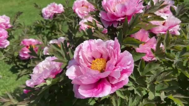 Virágzó Bazsarózsák Városi Parkban Tavasszal Varázslatosan Szép Virágzó Virágok — Stock videók