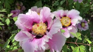 İlkbaharda şehir parkında çiçek açan şakayıklar. Büyülü güzel çiçek açan.