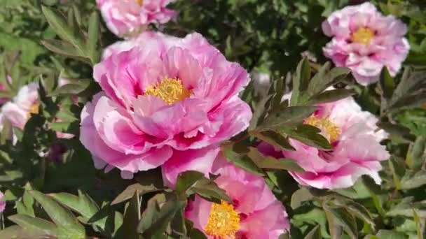 Peônias Flor Parque Cidade Primavera Magicamente Belas Flores Florescendo — Vídeo de Stock