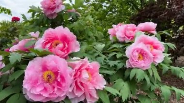 İlkbaharda şehir parkında çiçek açan şakayıklar. Büyülü güzel çiçek açan.