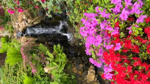 Corriente Cristalina Rodeada Una Naturaleza Mágicamente Hermosa Flores Florecientes Colores — Vídeo de stock