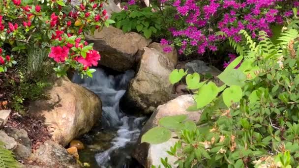 수정처럼 아름다운 자연에 둘러쌓여 봄에는 화려하게 꽃들이 비디오 — 비디오