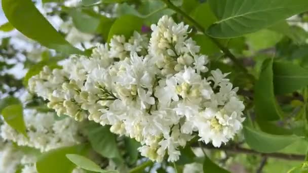 Bellamente Floreciendo Lila Blanca Lirios Florecientes Con Una Agradable Fragancia — Vídeo de stock