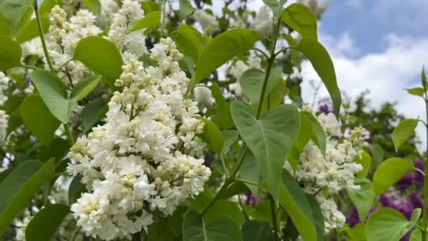 Lindamente Florescendo Lilás Branco Floração Lilases Com Uma Fragrância Agradável — Vídeo de Stock
