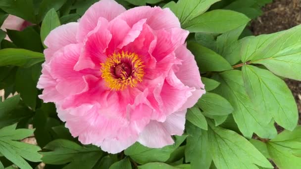 Las Peonías Florecen Parque Ciudad Primavera Flores Florecientes Mágicamente Hermosas — Vídeo de stock