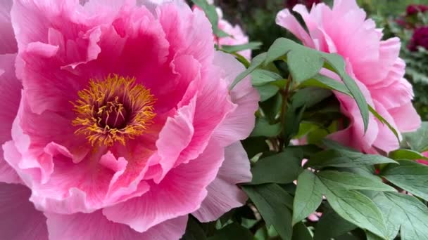 Virágzó Bazsarózsák Városi Parkban Tavasszal Varázslatosan Szép Virágzó Virágok — Stock videók