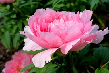 Peonies in bloom in the city park in the springtime. Magically beautiful blooming flowers. clipart