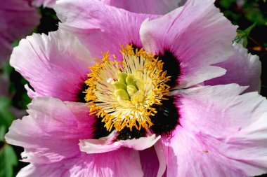 İlkbaharda şehir parkında çiçek açan şakayıklar. Büyülü güzel çiçek açan.