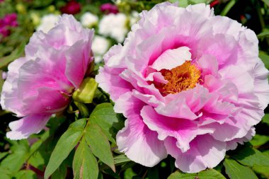 İlkbaharda şehir parkında çiçek açan şakayıklar. Büyülü güzel çiçek açan.