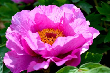 İlkbaharda şehir parkında çiçek açan şakayıklar. Büyülü güzel çiçek açan.