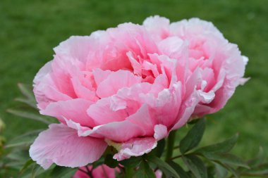 İlkbaharda şehir parkında çiçek açan şakayıklar. Büyülü güzel çiçek açan.