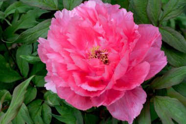 İlkbaharda şehir parkında çiçek açan şakayıklar. Büyülü güzel çiçek açan.