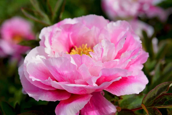 Las Peonías Florecen Parque Ciudad Primavera Flores Florecientes Mágicamente Hermosas — Foto de Stock