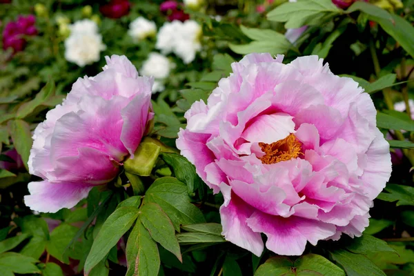 Peonies Bloom City Park Springtime Magically Beautiful Blooming Flowers — Stock Photo, Image