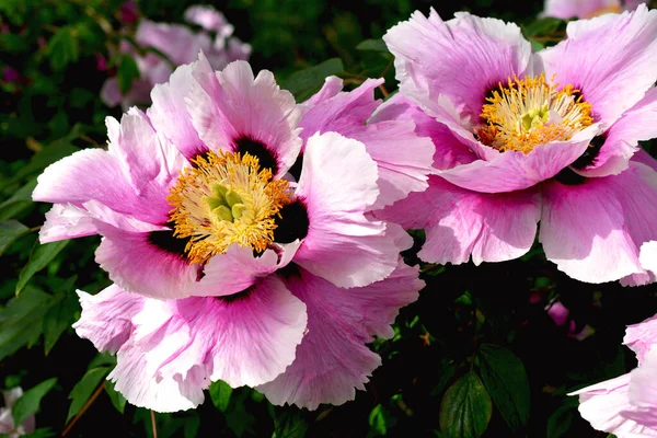 Peônias Flor Parque Cidade Primavera Magicamente Belas Flores Florescendo — Fotografia de Stock