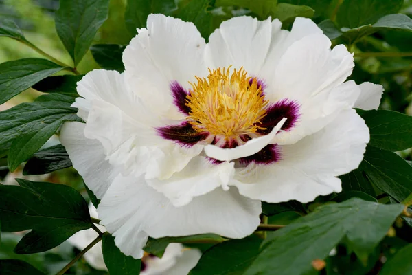 Peonies Bloom City Park Springtime Magically Beautiful Blooming Flowers — Stock Photo, Image