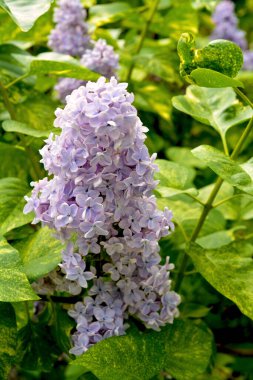 Şırınga müstehcenliği. Güzel mor çiçekler. Hoş kokulu çiçek açan leylaklar.. 