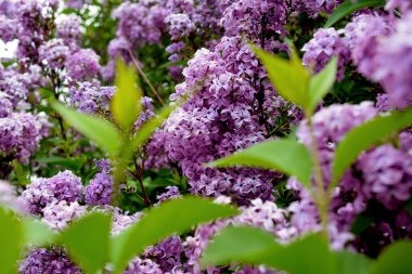 Şırınga müstehcenliği. Güzel mor çiçekler. Hoş kokulu çiçek açan leylaklar.. 