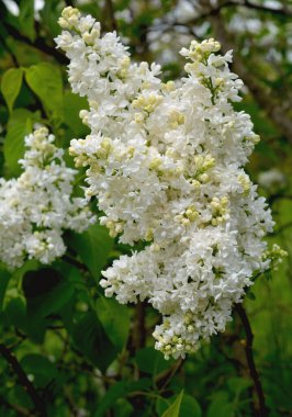 Güzel açan beyaz leylak. Hoş kokulu çiçek açan leylaklar..