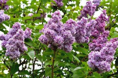 Syringa vulgaris - beautiful purple blossoms. Blooming lilacs with a pleasant fragrance.  clipart