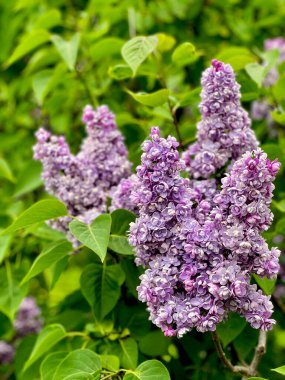 Şırınga müstehcenliği. Güzel mor çiçekler. Hoş kokulu çiçek açan leylaklar.. 