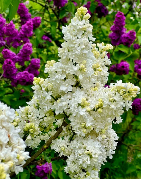 美しい白ライラックを咲かせます 心地よい香りでライラックを咲かせます ロイヤリティフリーのストック画像