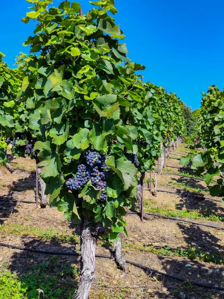 Een Hoop Rijpende Druiven Bij Zonnig Weer Prachtig Groeiende Druiven — Stockfoto