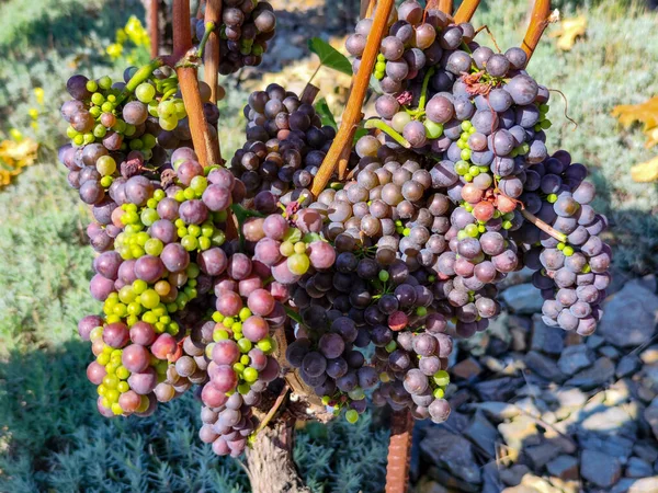 Een Hoop Rijpende Druiven Bij Zonnig Weer Prachtig Groeiende Druiven — Stockfoto