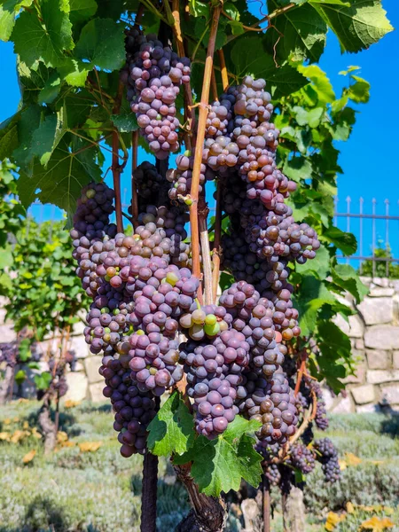 Een Hoop Rijpende Druiven Bij Zonnig Weer Prachtig Groeiende Druiven — Stockfoto
