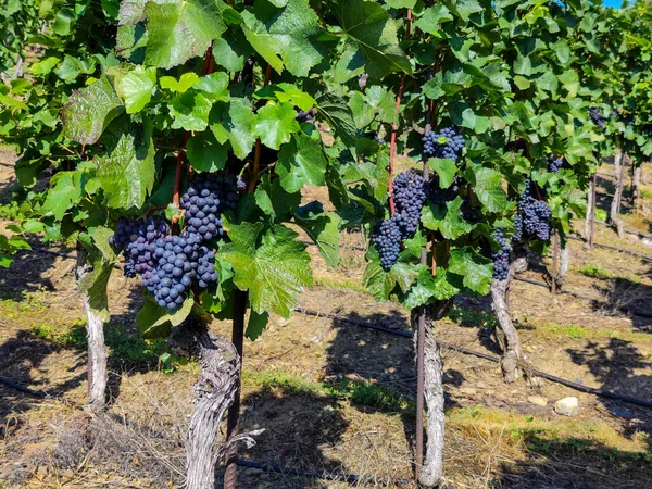 晴れた天候でブドウを熟成するバンチ 豪華なワインを作るために美しく成長するブドウ 子供と大人のための歓迎の治療 ストック写真
