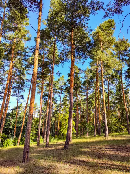 Delightful Pine Forest Blue Sky Sunny Summer Day Stock Picture