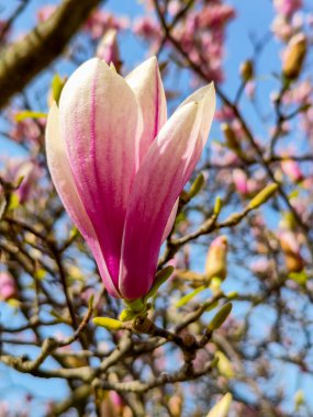 Mavi arka planda ilkbaharda açan güzel pembe manolya çiçekleri. Bahçedeki manolya çiçeği, seçici odak ile yakın fotoğraf.