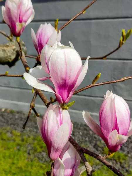 Beautiful pink magnolia flowers blooming in springtime on blue sky background. Magnolia flower in the garden, close up photo with selective focus.