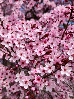Japonya 'da güzel kiraz çiçekleri
