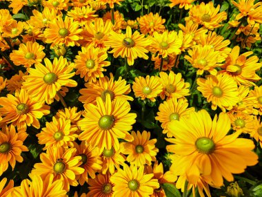 Güneşli bir günde güzel sarı çiçeklerdeki üç arı.