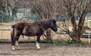 Parktaki ahşap arka planda siyah at..