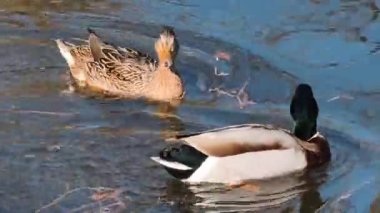 Ördekler olağandışı güzel suda harika vakit geçiriyorlar. 4K