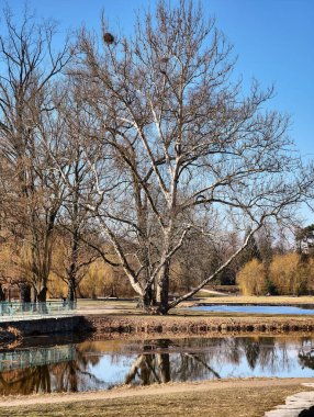Şehir parkında güzel bir gölet manzarası