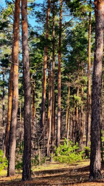 Uzun Ağaçlı Çam Ormanı ve Güneş Işığında Yeşil Yapraklar Doğal Orman Manzarası, Huzurlu Açık Hava, Vahşi Doğa, Çevre Çevre, Orman Yürüyüşü, Temiz Hava, Huzurlu Çevre