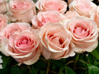 Sersemletici açık pembe güller nadir bulunan çiçeklere yakın çiçekler, canlı yapraklar, yumuşak renkler, egzotik çiçekler, romantik buket, lüks çiçekler, çiçeklerle süslenmiş açık pembe güller.