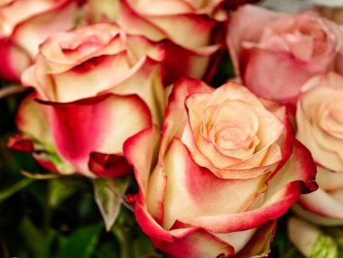 Romantik İki Renkli Güller Zarif Sevgililer Günü Pembe Kremalı Makro Fotoğraf Sevgisi Sevgililer Günü Çiçekleri Yakın plan Doğal Güzellik Çiçekleri Özel Çiçek Çiçeği Şatafatlı Çiçek Çiçeği